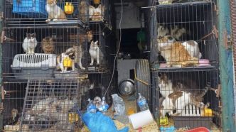 « Dans leurs excréments, sans eau ni nourriture » : 150 chiens et chats retrouvés entassés dans un camion à Saint-Malo