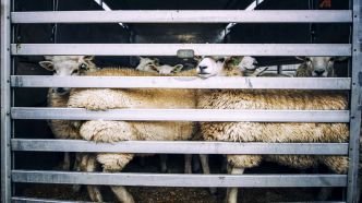 Maltraitance animale : le Royaume-Uni interdit l'exportation d'animaux vivants et l'Australie fera de même en 2028