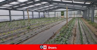 Des serres photovoltaïques installées à la Cour des Dames, à Obourg : les légumes seront produits sur place et valorisés dans les assiettes