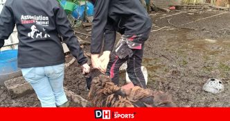 Chèvre éborgnée, jument aveugle cadavérique... : 109 animaux dans un sale état sauvés de deux propriétaires à Templeuve et Sambreville (photos)