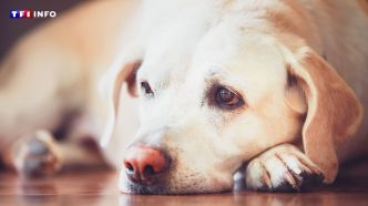 Mon chien souffre d'une hernie discale : comment le soulager ? | TF1 INFO