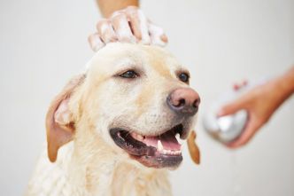Shampoings naturels faits maison pour chiens et chats