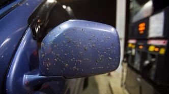 Éliminez facilement toutes les traces d’insectes écrasés sur votre voiture avec ce produit pas cher et naturel