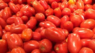 Nouvelles manifestations des agriculteurs français contre les tomates marocaines