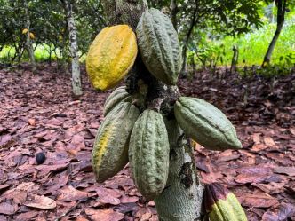 Le régulateur du cacao de Côte d'Ivoire suspend des coopératives pour accumulation de fèves, selon des sources