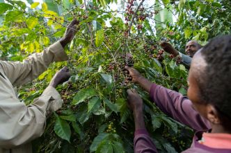 Le café éthiopien menacé par la réglementation européenne sur la déforestation