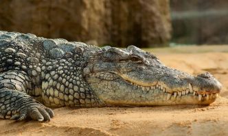 Connaissez-vous Lolong, le plus grand crocodile jamais connu ?