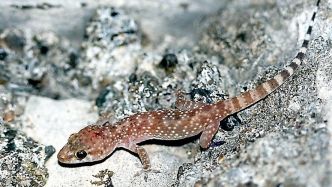 "Une espèce exotique envahissante" : comment le gecko a remplacé petit à petit le lézard des murailles