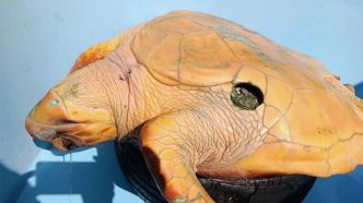 Kélonia recueille une tortue avec une étrange blessure