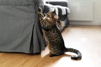 5 astuces efficaces pour empêcher son chat de griffer le canapé ?