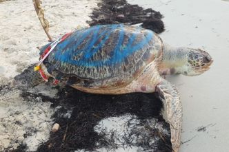 Une tortue verte retrouvée morte, échouée, sur une plage du Gosier