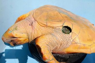 Kélonia recueille une tortue couanne avec une blessure particulièrement profonde et étrange