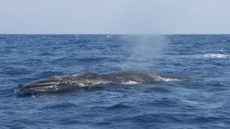 Trois baleines s'échouent sur trois plages distinctes en Corse, deux sont mortes