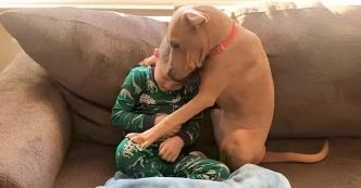 Première nuit à la maison : Un pitbull adopté trouve le bonheur et la sécurité auprès de sa nouvelle famille