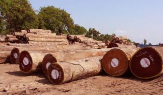 Cameroun : les exportations de grumes ont chuté à 596,5 mètres cubes en 2023
