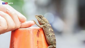 Pourquoi il ne faut surtout pas déranger les lézards dans un jardin ? | TF1 INFO