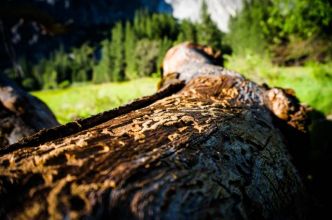 Un plan national pour valoriser les bois rongés par les scolytes