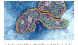 La grippe aviaire aéroportée: une arme biologique dans les labos des savants fous en 2011