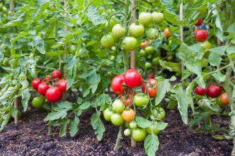 C'est le meilleur endroit pour planter les tomates, vous aurez une belle récolte tout l'été