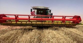 Révolution agricole : l’Algérie se hisse au 2ᵉ rang africain en production de blé