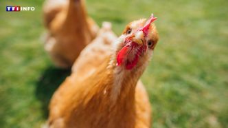 Le saviez-vous ? Les poules peuvent aussi rougir d'émotion ! | TF1 INFO
