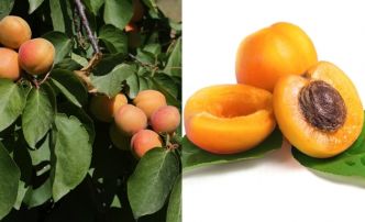 L'abricotier: Des fruits succulents et un potentiel important