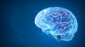 Des scientifiques créent la plus grande carte 3D du cerveau grâce à l'IA de Google