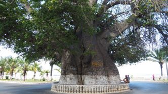 Madagascar a donné naissance au baobab, selon une étude scientifique