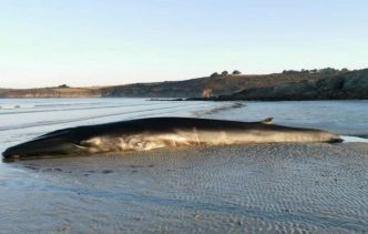 Corse : Trois baleines s'échouent sur les plages, deux sont mortes