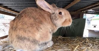 Après avoir été adoptés, les lapins domestiques sont de plus en plus souvent abandonnés