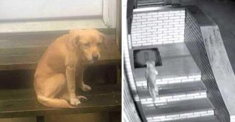 Une petite chienne entre dans la maison pour se protéger du froid et finit par être adoptée par un couple