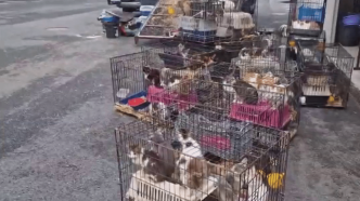 Maltraitance animale : plus de 150 chats et chiens retrouvés entassés dans un camion