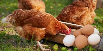 Baisse des prix du poulet et des œufs (Onagri)