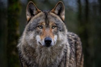 Un loup est bien responsable de l'attaque des ovins à Saint-Léger-Magnazeix : "une situation insoutenable" pour la Coordination rurale