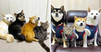 Comment Kiki le chat s’Intègre parmi des Shiba Inu : Une histoire de coexistence et d’amour
