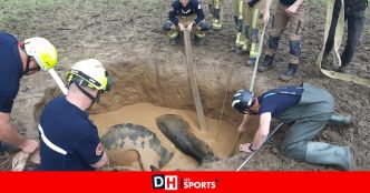 Les pompiers sauvent 2 vaches tombées dans un affaissement de terrain à Dalhem, "une troisième est morte noyée"