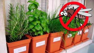 7 plantes qui repoussent les moustiques et autres insectes