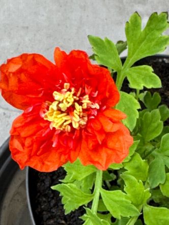 Meconopsis cambrica ‘Muriel Brown’, un adorable petit pavot à fleurs doubles