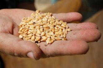 Le blé augmente de 1 % en raison des problèmes d'approvisionnement au niveau mondial, tandis que les inondations au Brésil soutiennent les prix du soja.