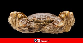 "Très opportuniste, il dévore tout sur son passage” : le crabe chinois menace la biodiversité et risque de provoquer des inondations en Belgique