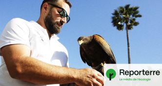 À Cannes, des rapaces chassent les pigeons des palaces