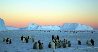 Le réchauffement climatique quadruple le risque de fonte de la banquise en Antarctique, quelles conséquences ?