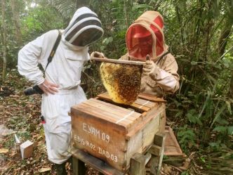 Conservation Justice encourage les communautés locales à l'élevage des abeilles