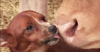Le chiot Rookie et sa vache adoptive : Une leçon de compassion animale