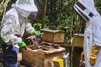Journée mondiale des abeilles : les activités bourdonnent au Rucher de Coconi