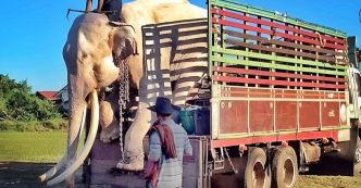 L’histoire de Thong Bai : Un éléphant Thaïlandais libéré après quatre décennies