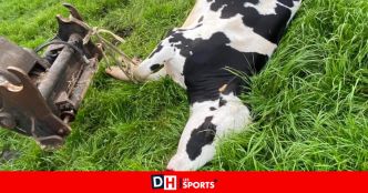 Une canette fatale à l'une des vaches de Fabien, agriculteur à Quevaucamps : "Des canettes, on en voit beaucoup”