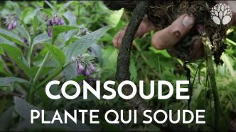 La consoude consolide et cicatrise les tissus, peau, muscles, os…