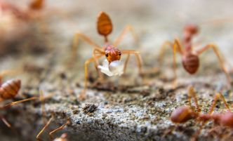 La fourmi de feu envahit l'Europe : pourquoi c'est aussi inquiétant ?