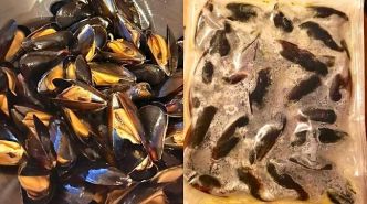 Peut-on Congeler des Moules ? Ma Poissonnière Répond.